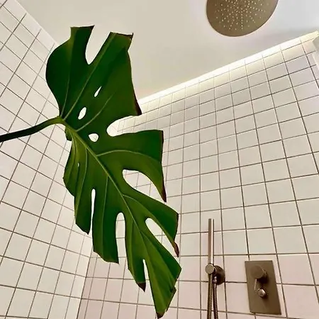 Oasis *